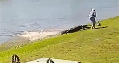 A witness. . Gator attacks elderly woman